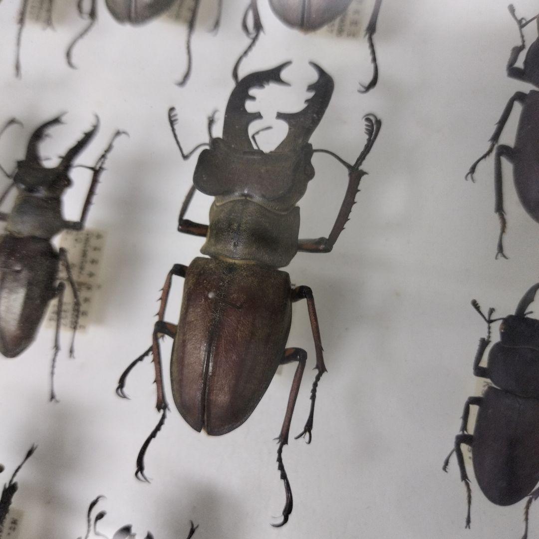 クワガタ標本箱　122匹　JAPAN