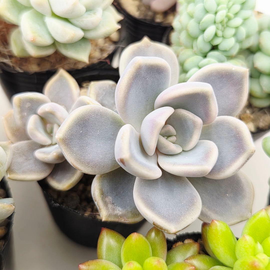 ②全15苗 つぶつぶ屋さん クラッカー❣️あられ❣️ピノチオ❣️発根済ネコポス込