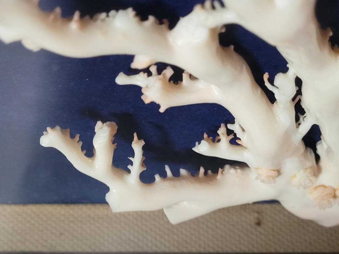 天然希少材料 彫刻 額装 壁飾 置物 横幅約55.8cm