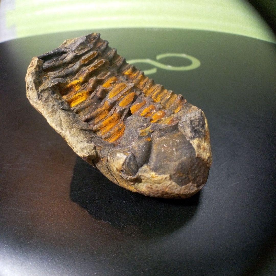 三葉虫　化石　fossil　ボリビア産　トライロバイト　Fossil番号④