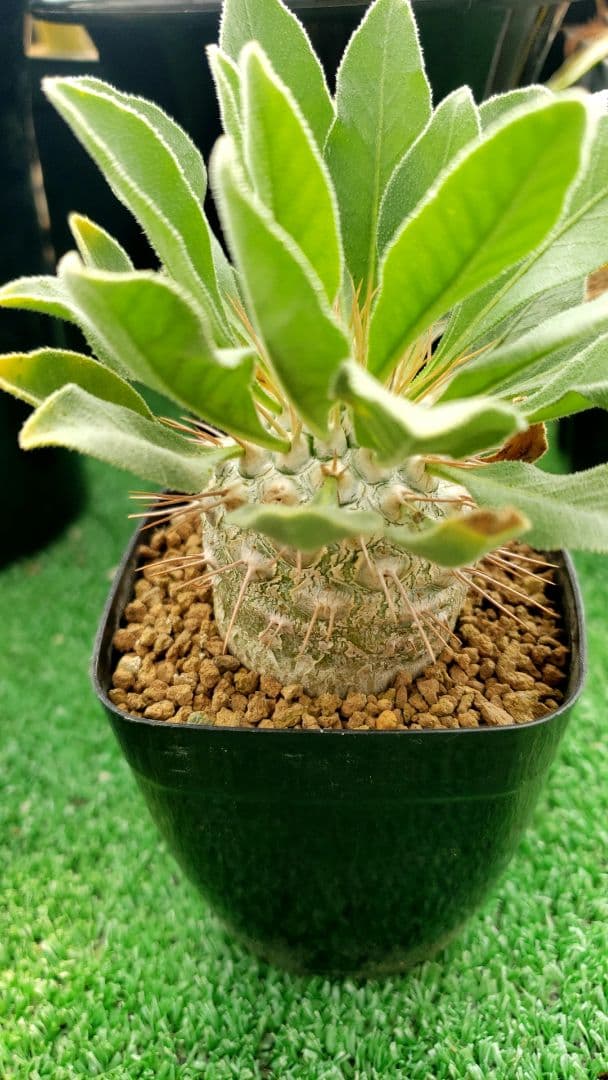 パキポディウム　ナマクアナム　光堂　国内実生