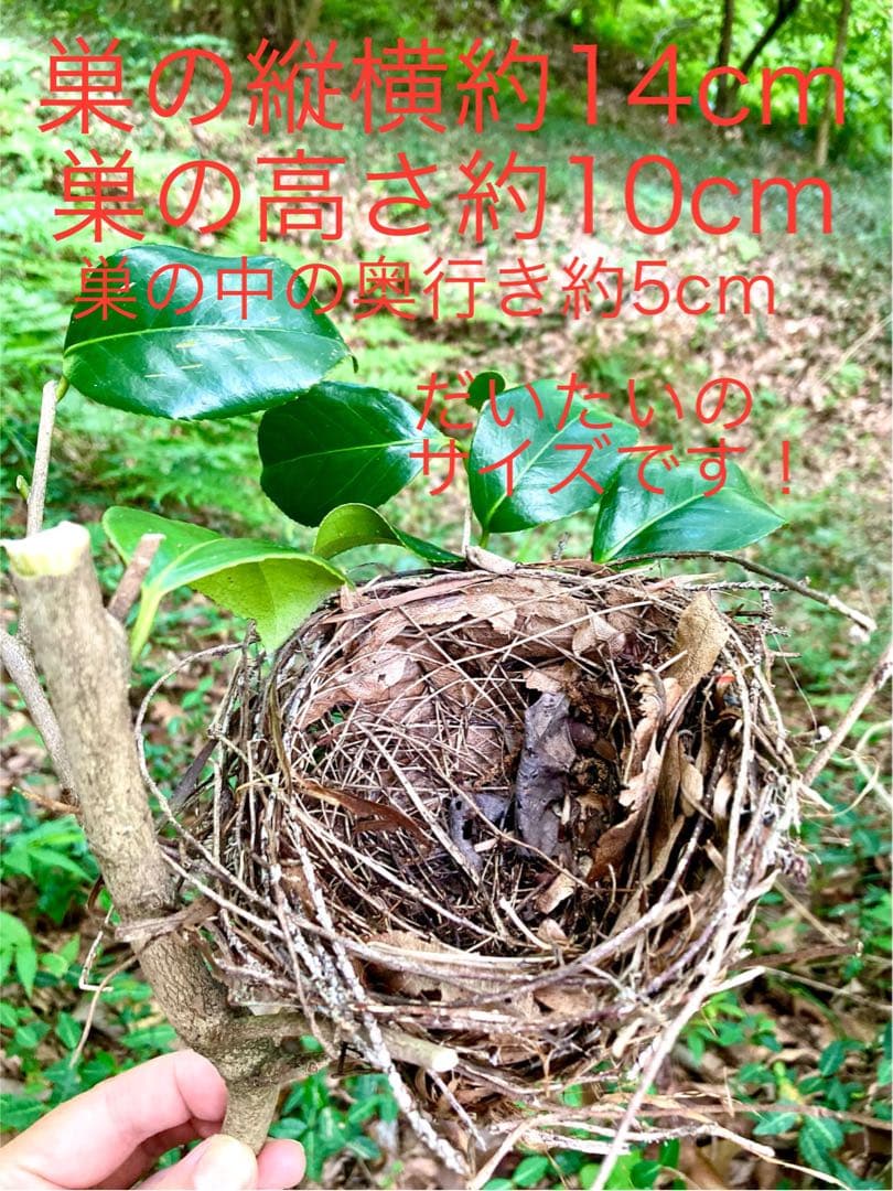 天然野生＊野鳥＊とっても可愛い枝付き【鳥の巣】巣＊小鳥の巣＊ネイティブオブジェ