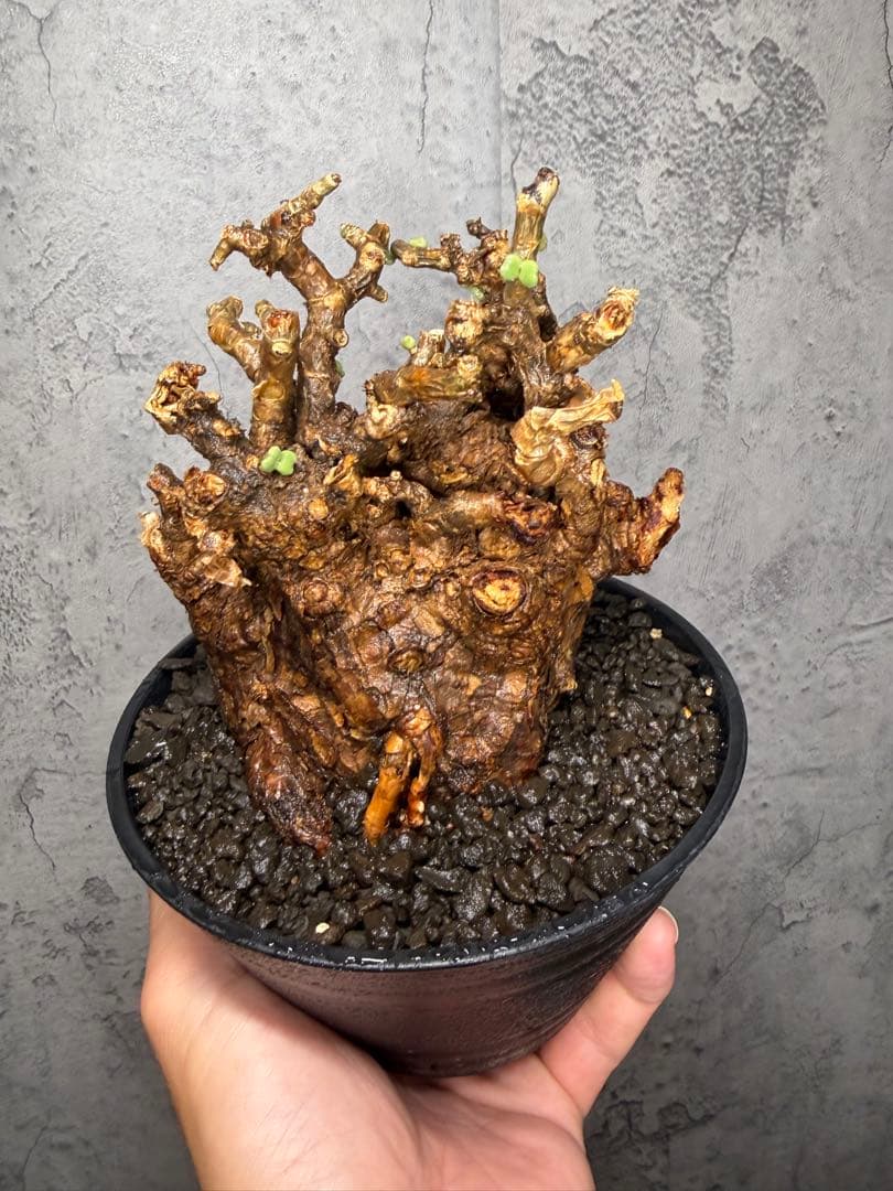 【大株】ケラリアピグマエア　発根確認済