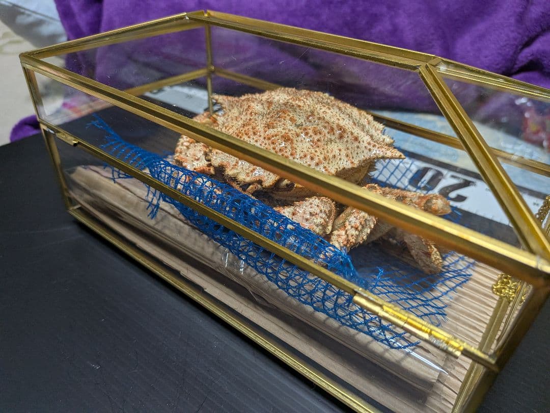 立体リアル標本飾り　トゲクリガニ　クリガニ　青森県産　陸奥湾　ガラスケース入り品