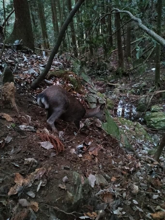 【学術標本】種名ニホンジカ　胎児（♂）　エタノール浸漬標本　頭胴長約１２０ｍｍ