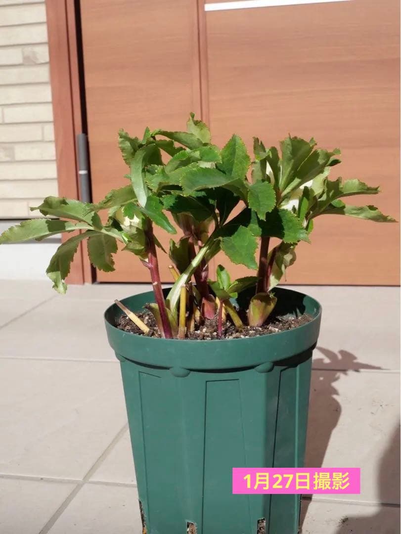 クリスマスローズ 『ディオーネ 』 加藤農園 認定