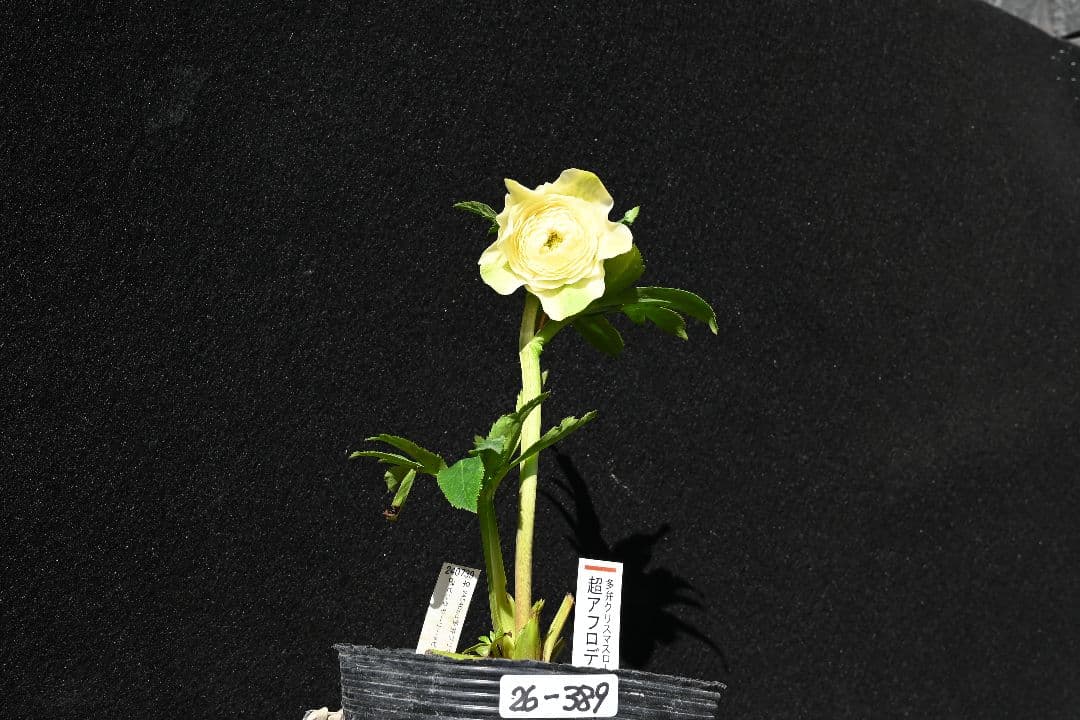 クリスマスローズ　必見！！超アフロディーテ　メビウス交配加藤農園