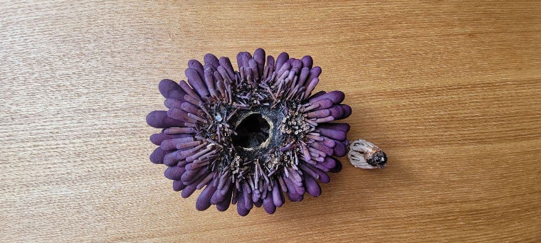 ミナミジンガサウニ　骨格標本