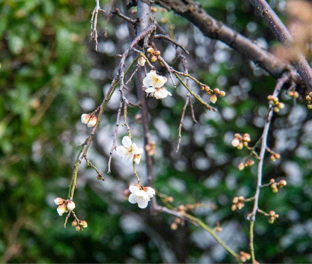 LUMIX GF5 パープル ミラーレス一眼