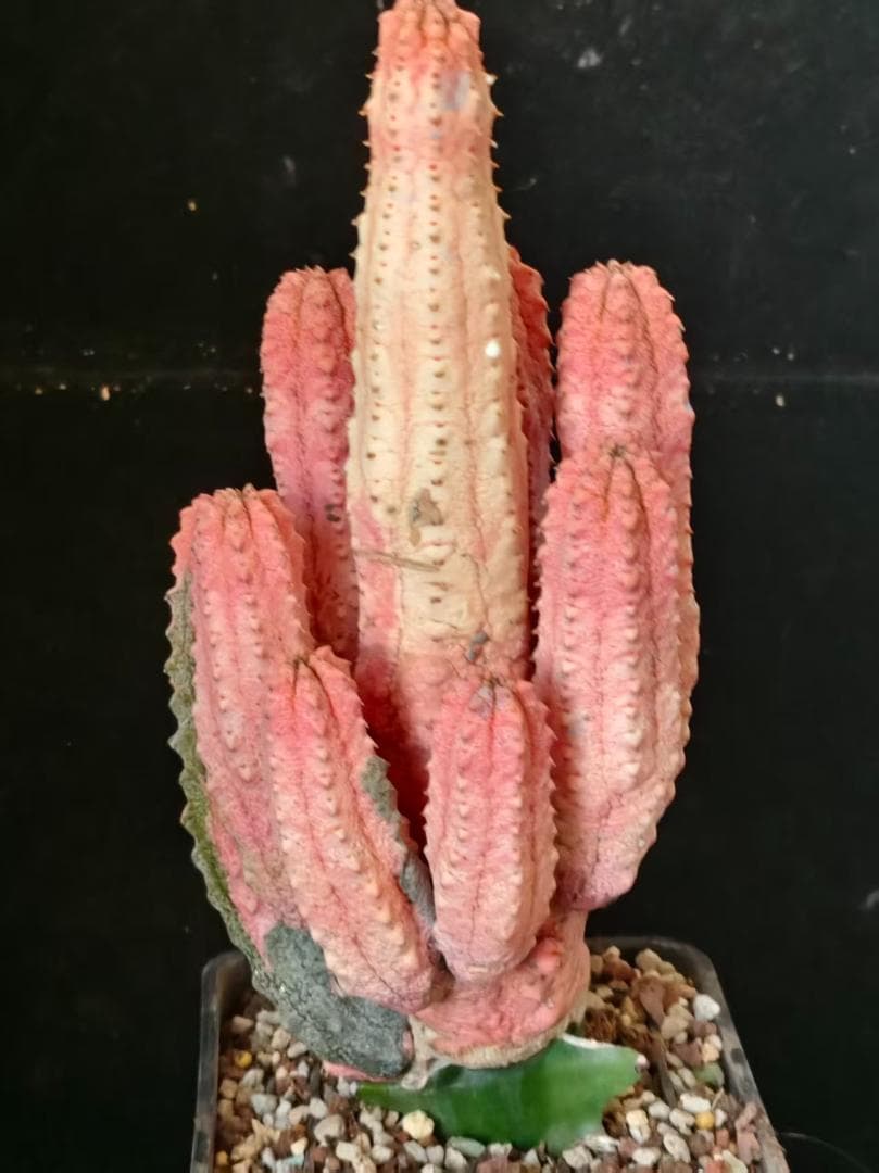 T*S様 ユーフォルビア アブデルクリ 'Damask' 多肉植物 サボテン 希