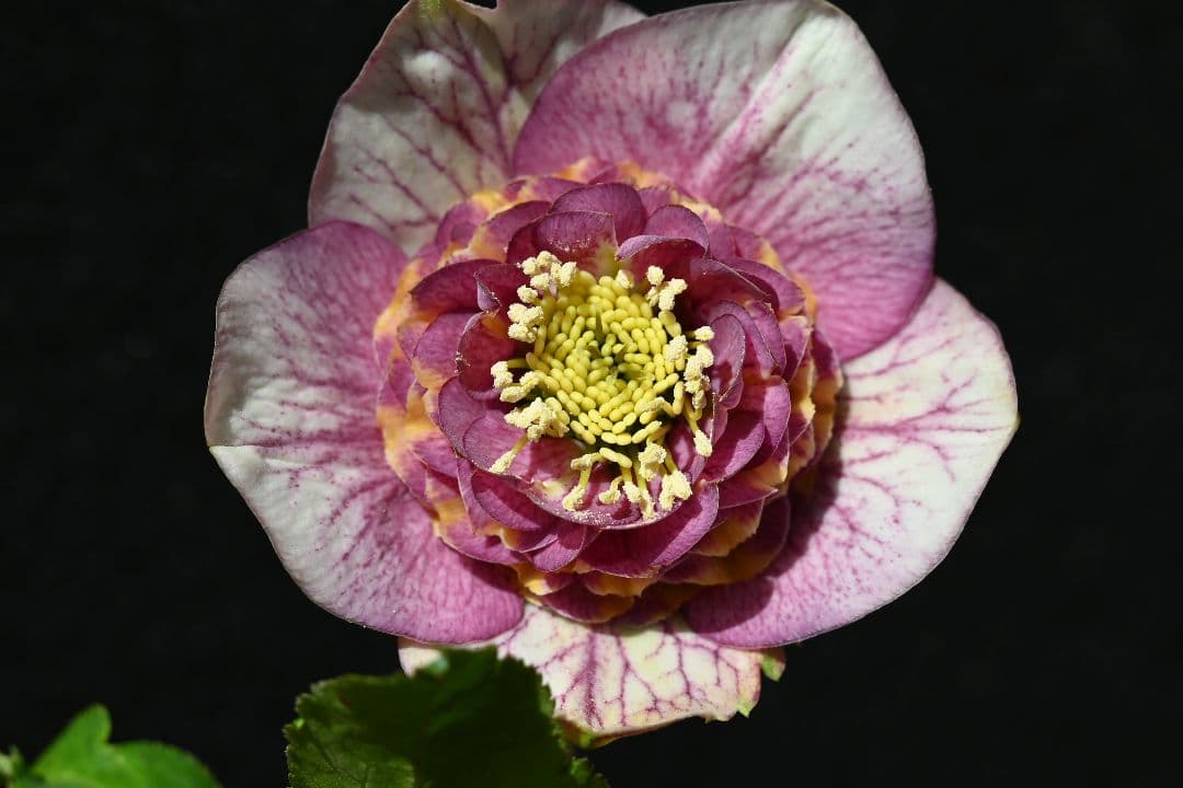 クリスマスローズ　最高級！認定アンティークモーリー メビウス交配 加藤農園