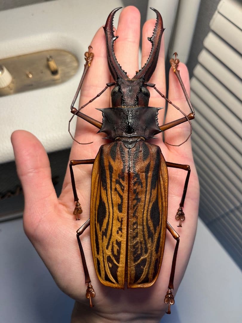 【155mm程】オオキバウスバカミキリ標本 Macrodontia 昆虫標本