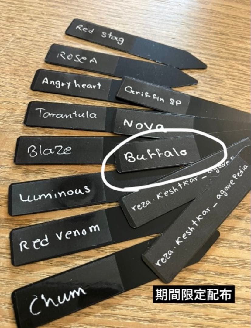 T*☆様 【初売りオークション】111 REZA産　目玉　選抜　アガベ　BUFF