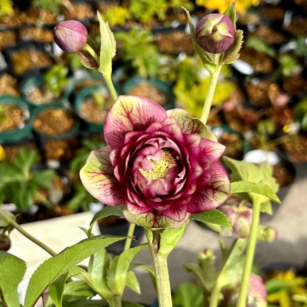 ヒ*イ様 ☘️限定1株☘️未株分け☘️蕾付き☘️3357⭐️アンティークドレスの