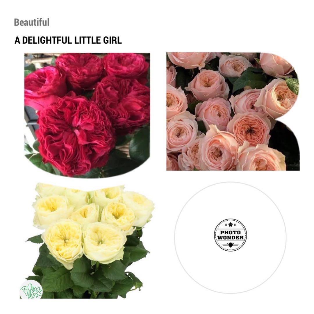 「モン&ミーママ」切り花品種バラ苗　レアバラ　4点