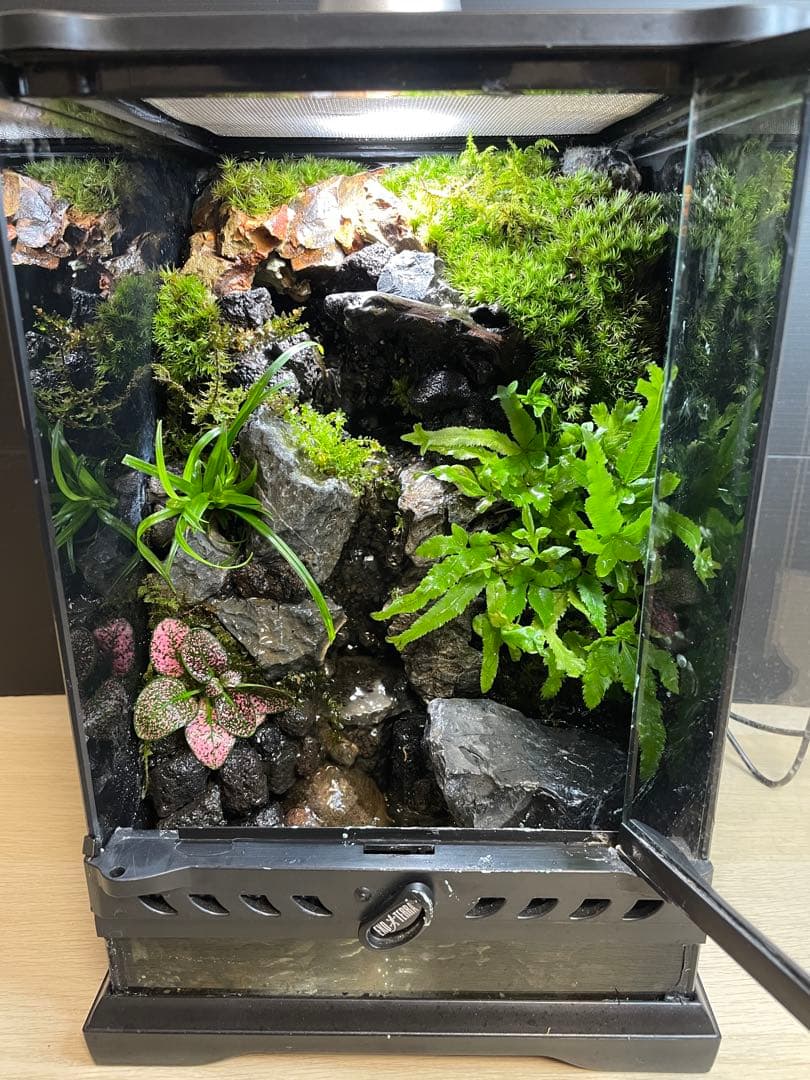 【完成品】2段の滝があるアクアテラリウム