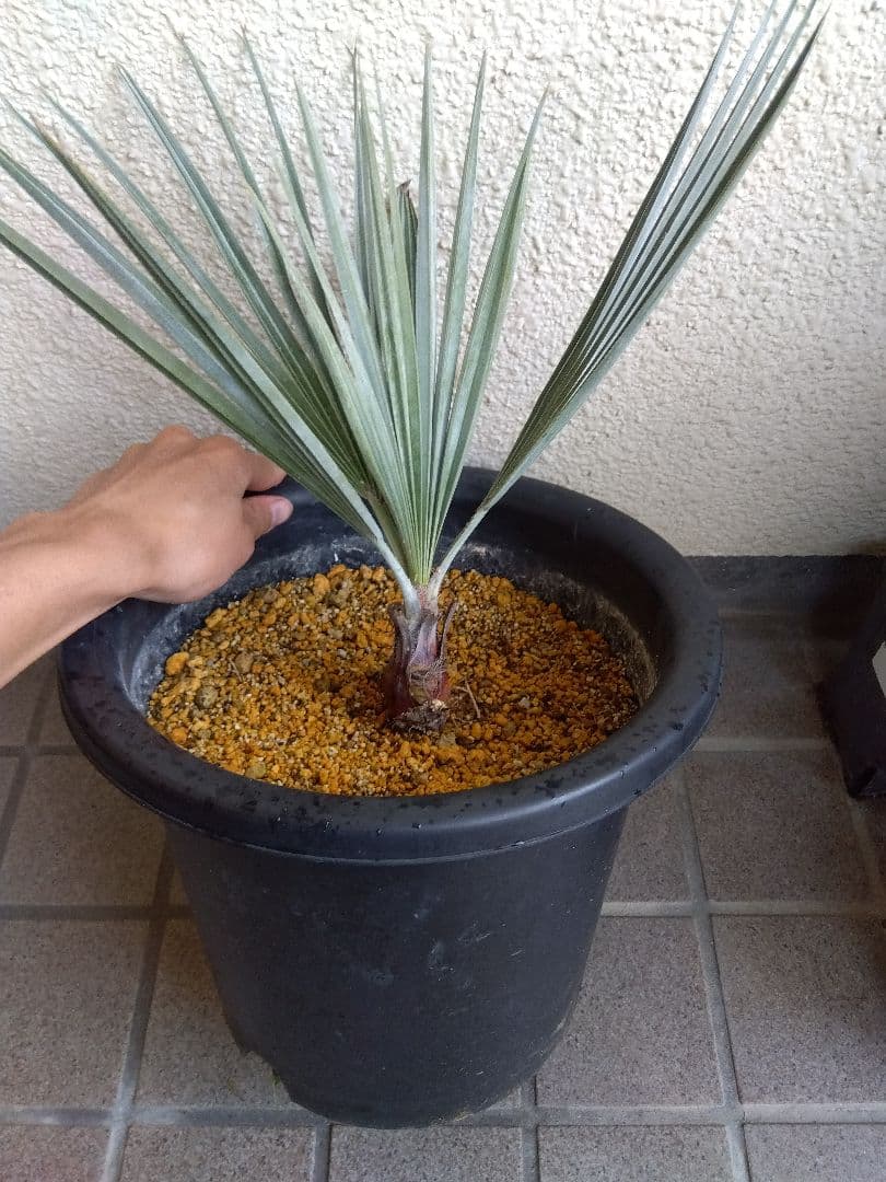 ブラヘアアルマータ　9号鉢つき　い