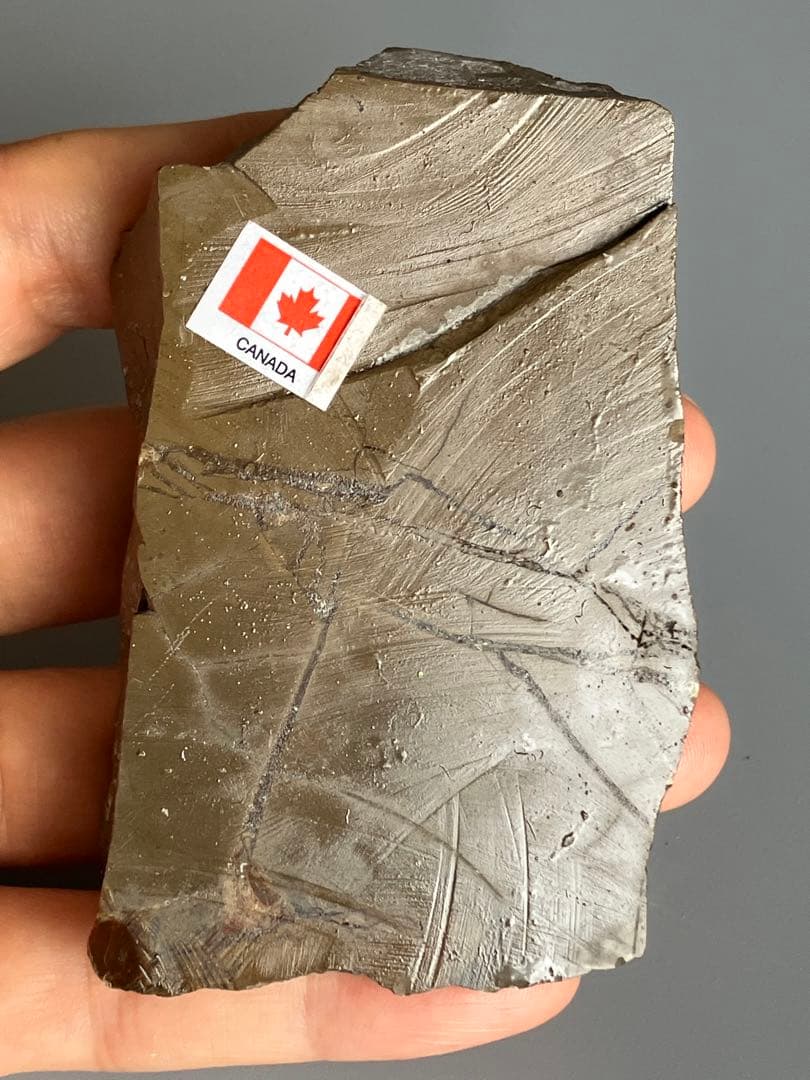 化石　原石　アンモライト　アンモナイト　幅7.7cm カナダ産　箱付き