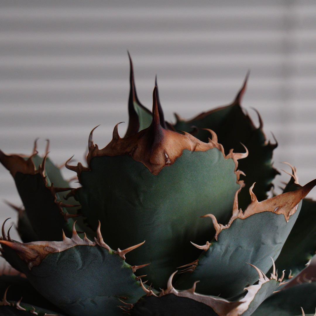 【011】アガベ オテロイ 実生／鉢植え発送