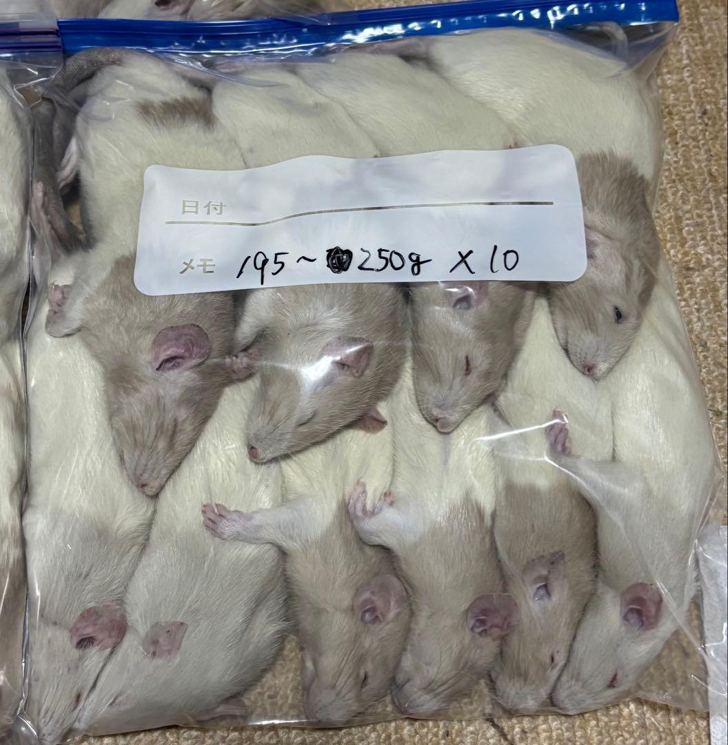 ラット　冷凍　75匹　70〜270gミックス