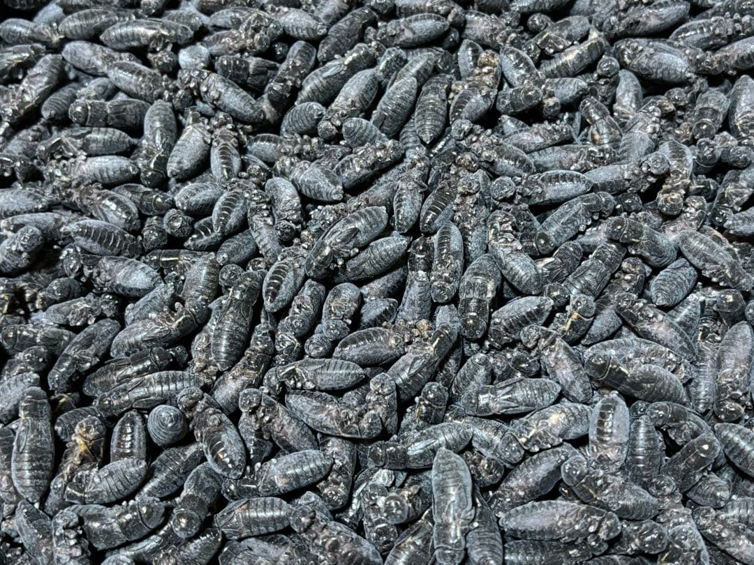 クロコML〜L500gフタホシML500gイエコML500gイエコM200g