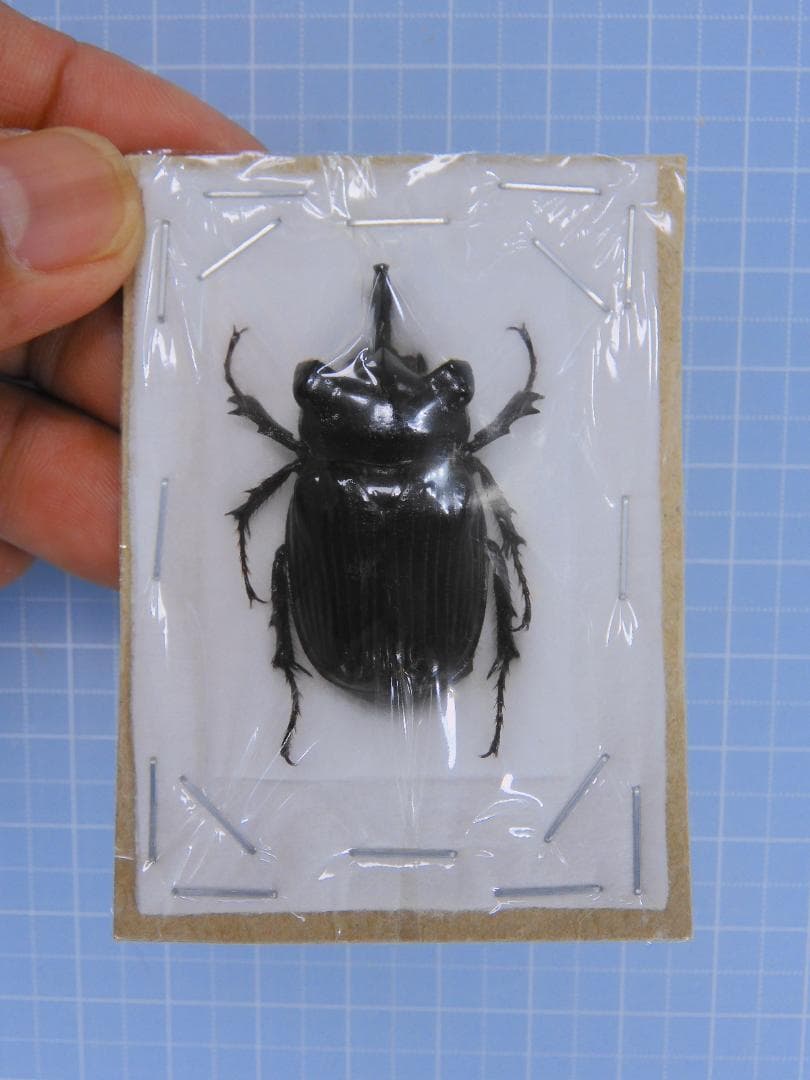 ガテマラ産　ツノハナムグリ　37mm