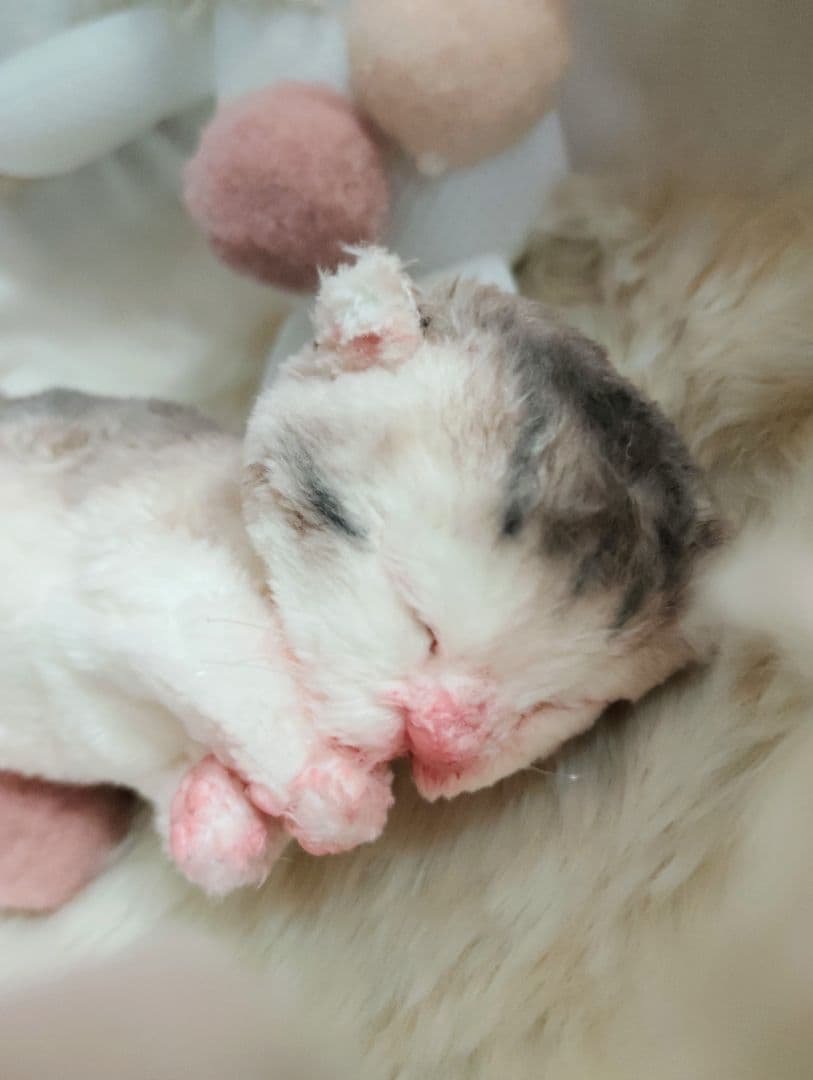 お世話してね❤生後１日子猫ちゃん♡バスケットとクマたん♡アートドール♡ぬいぐるみ