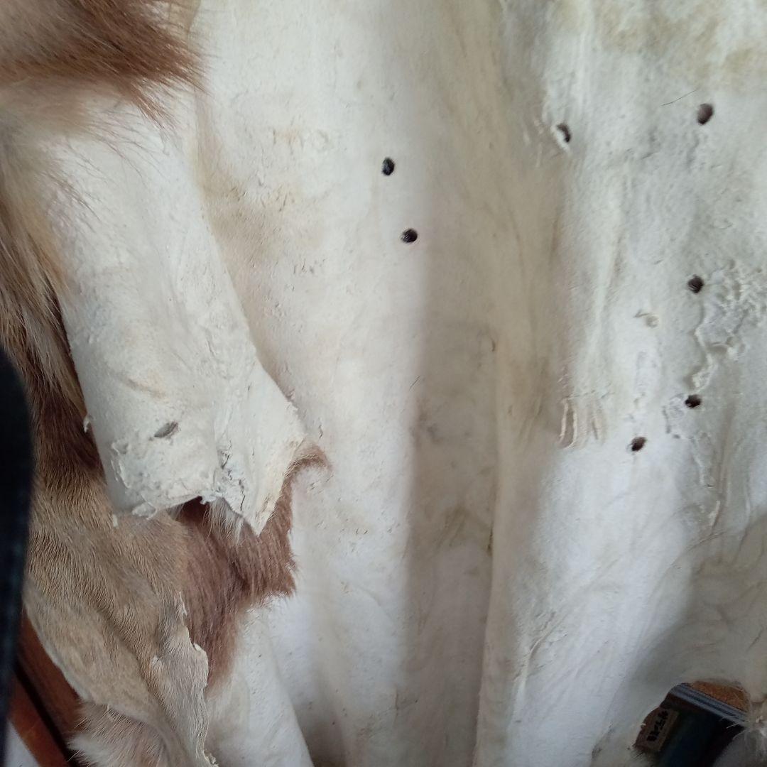 鹿の毛皮 壁掛け装飾