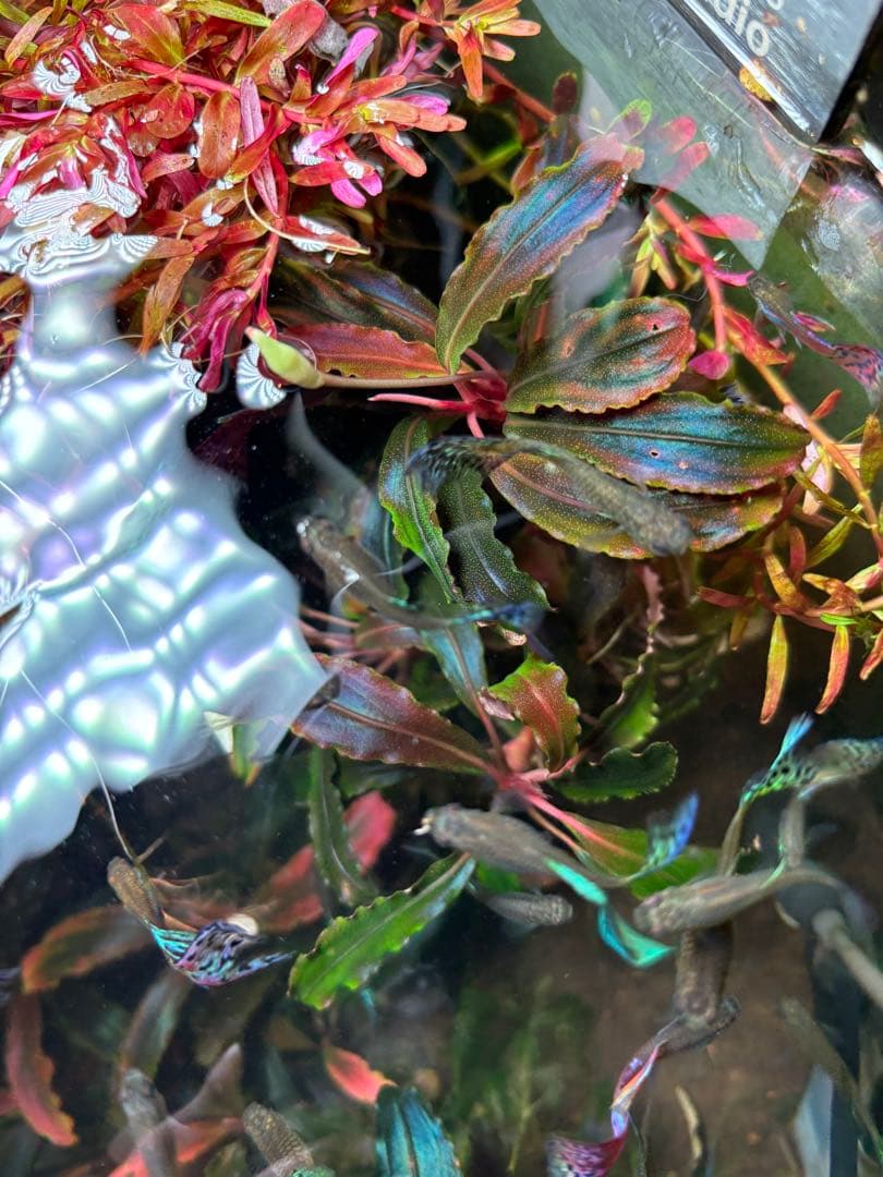 【極美ラメ、群生株】ブセファランドラ・クダガン