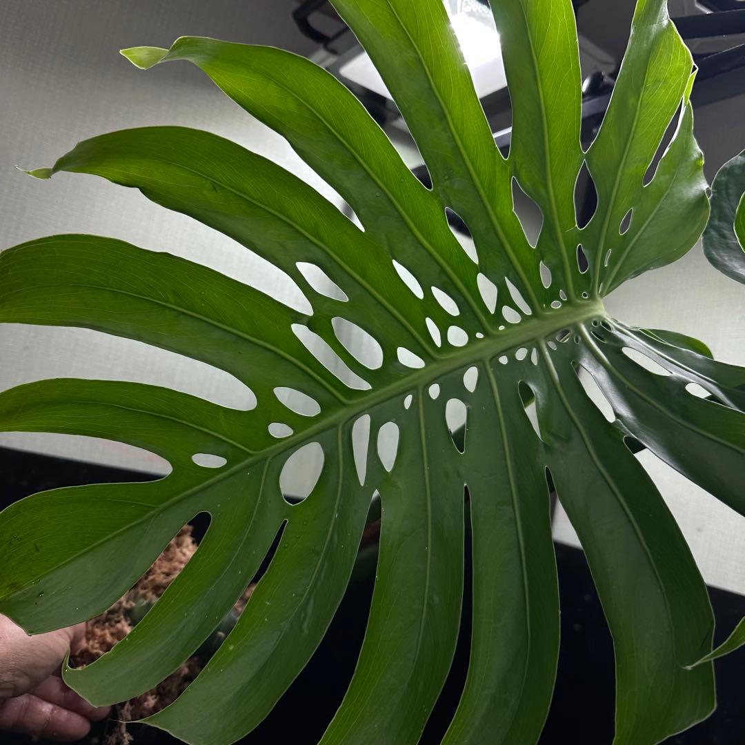 y*_様 モンステラデリシオーサマクロコズム超希少系統鉢植え80㎝