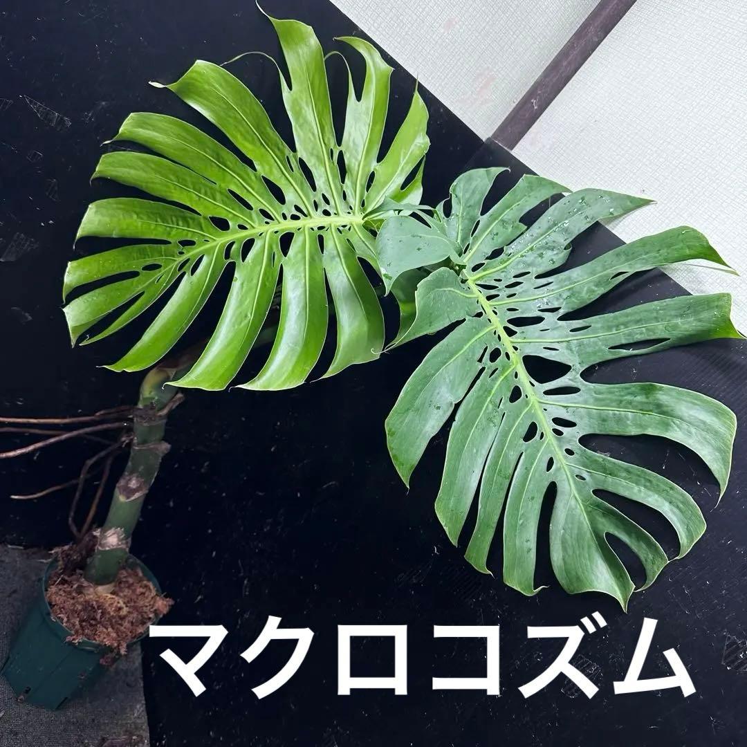江*君様 モンステラデリシオーサマクロコズム超希少系統鉢植え